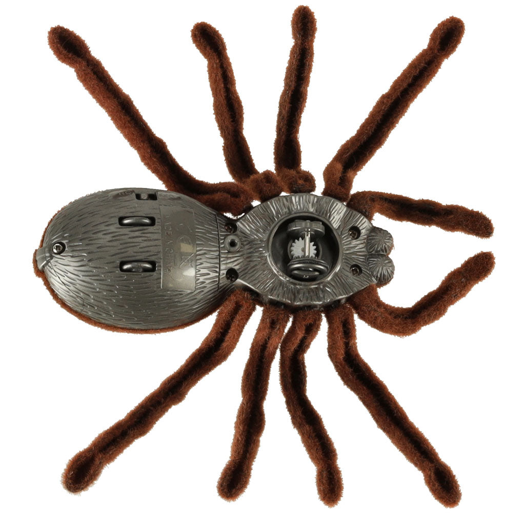 Tālvadības tarantuls skats  no apakšas  riepas vēders uz balta fona